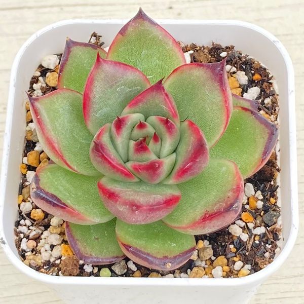 ○多肉植物 エケベリア ベロニカ 2.5寸苗 C5055 - ハニーミント本店