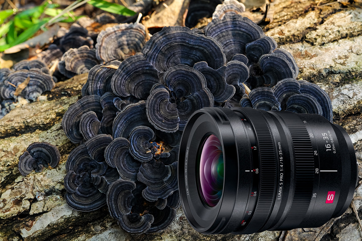 パナソニック「LUMIX S PRO 16-35mm F4」実写レポート! 小型軽量と卓越