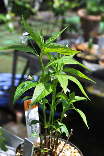 GKZ植物事典・タデスミレ（蓼菫）