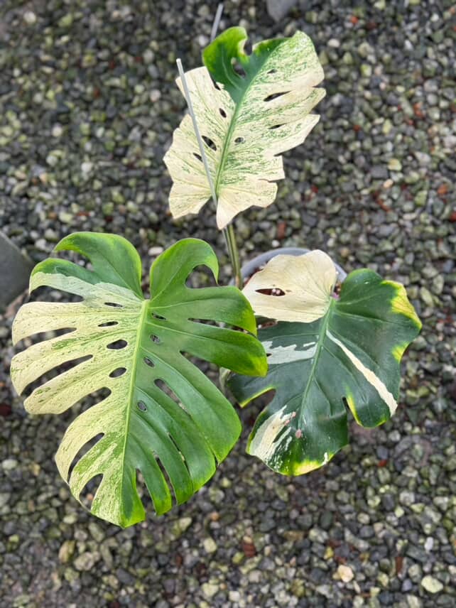 Rare Monstera Deliciosa Mint 'White Tears' Limited from Thailand