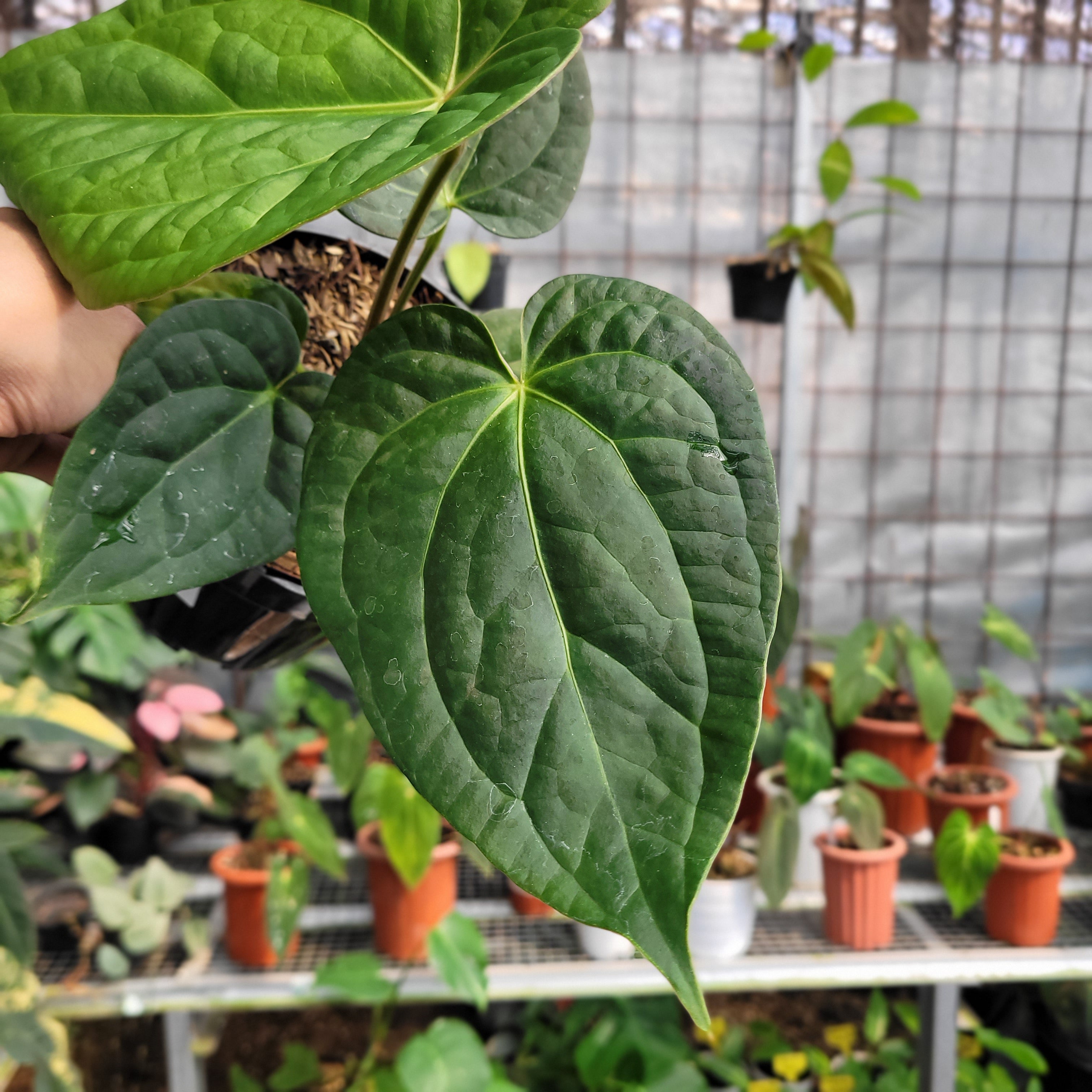 Anthurium Silver Chrome x Luxurian – Greenspaces.id