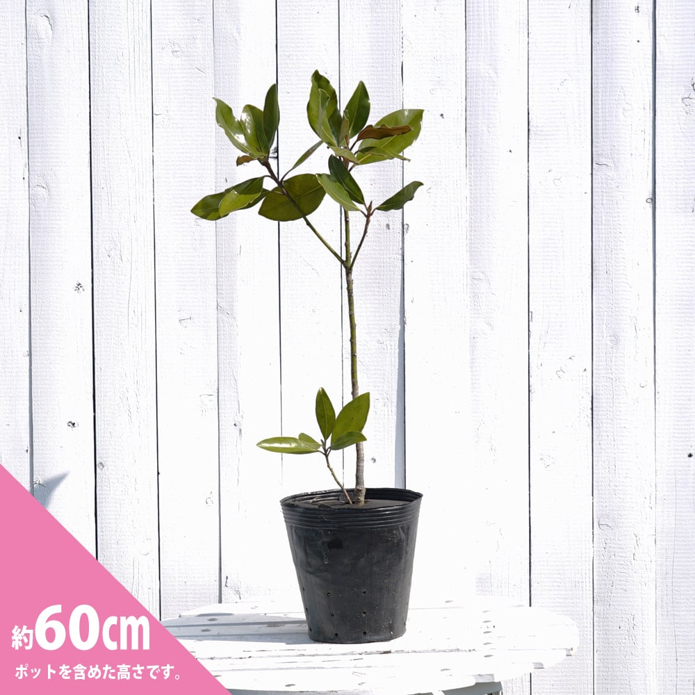 タイサンボク リトルジェム 苗 販売 苗木部 By 花ひろばオンライン