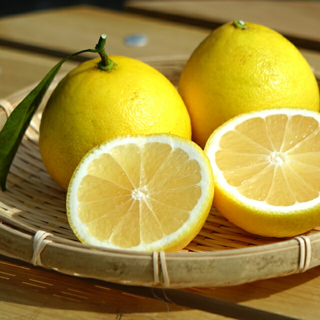 柑橘 オレンジ 日向夏 苗 通販 苗木部 By 花ひろばオンライン