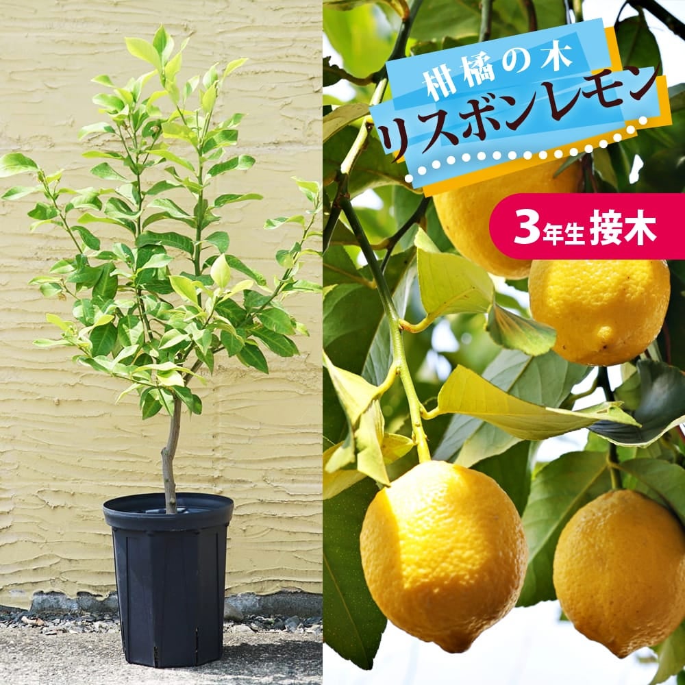 レモン・ライム | 苗木部 本店 By 花ひろばオンライン