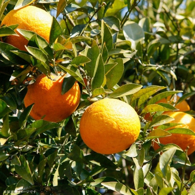 柑橘 雑柑類 紅甘夏の販売 苗木部 By 花ひろばオンライン