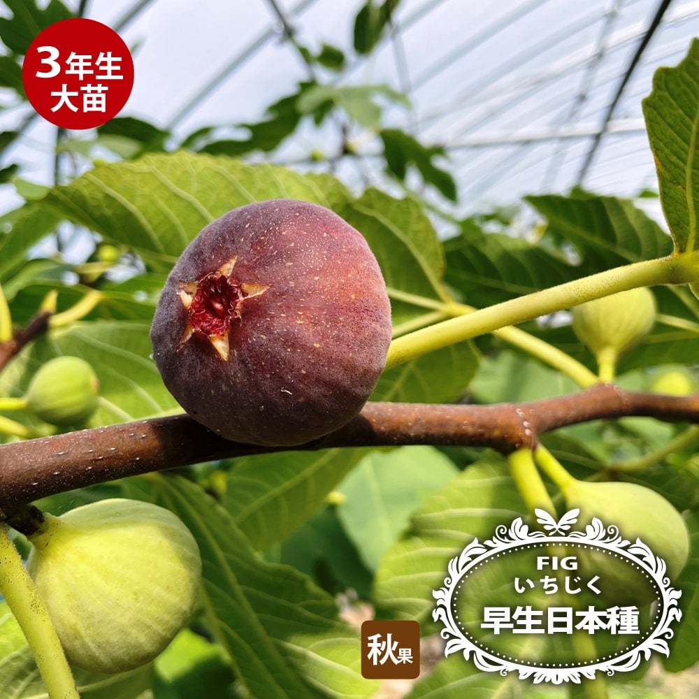 000000019032-01.jpg?size=l&w=