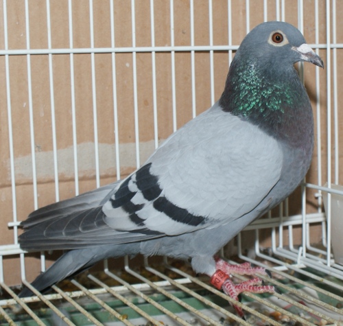 レース鳩モールオークション - チャリティ」諸事情で他鳩舎で実績ある