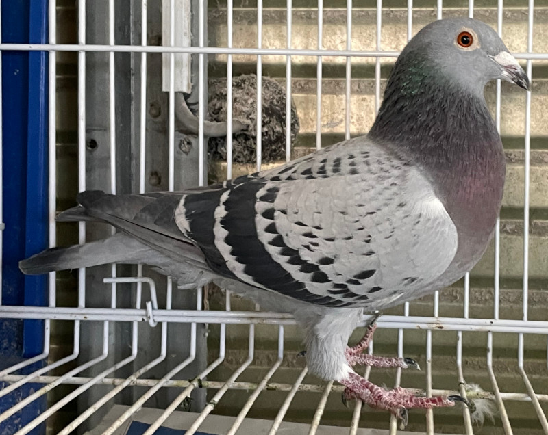 レース鳩モールオークション - 出品鳩「23JB00626 BC