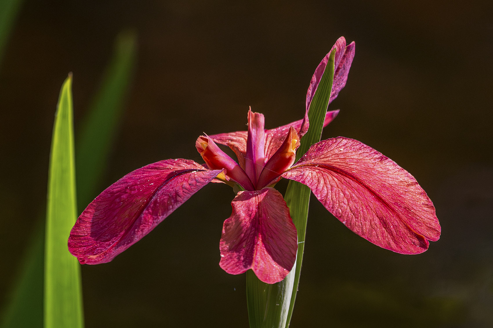 Red Iris - A Rare Louisiana Flower | The Heart of Louisiana