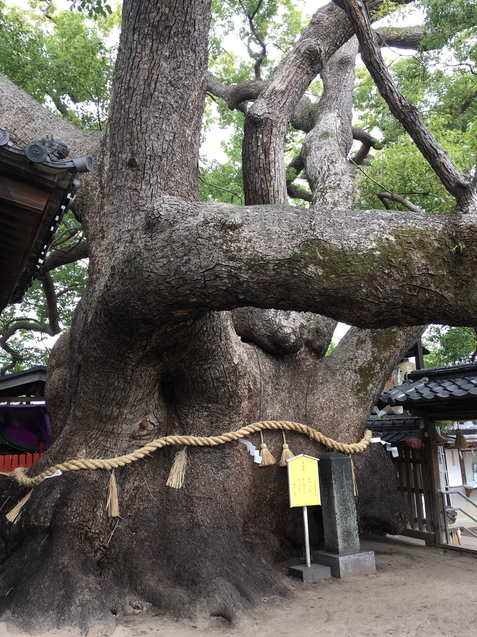 響 hibi-ki | 樹木が生涯を終えるとき