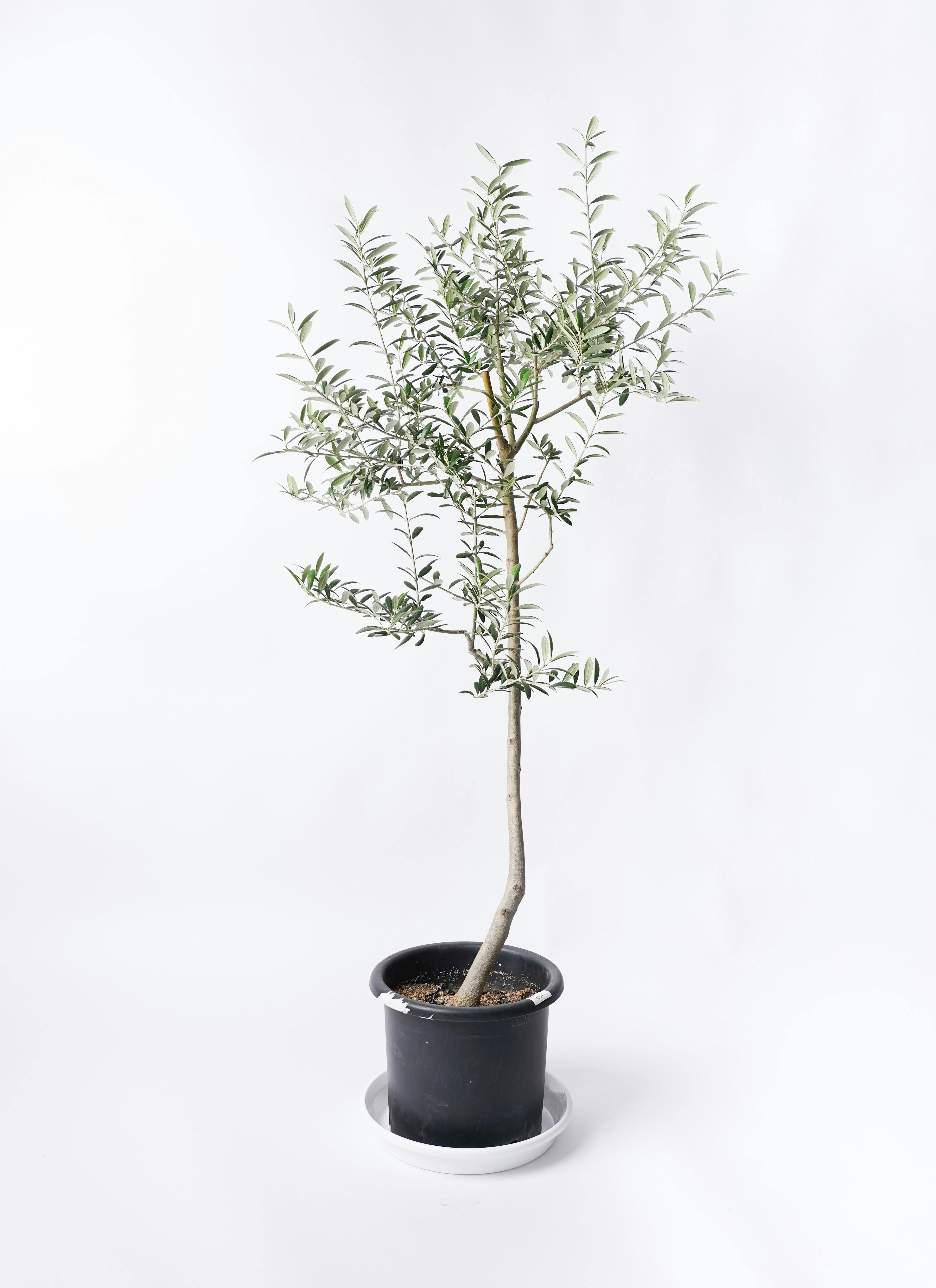 オリーブの木 ルッカ | 観葉植物 | 送料無料でお届け - Hitohana（ひと