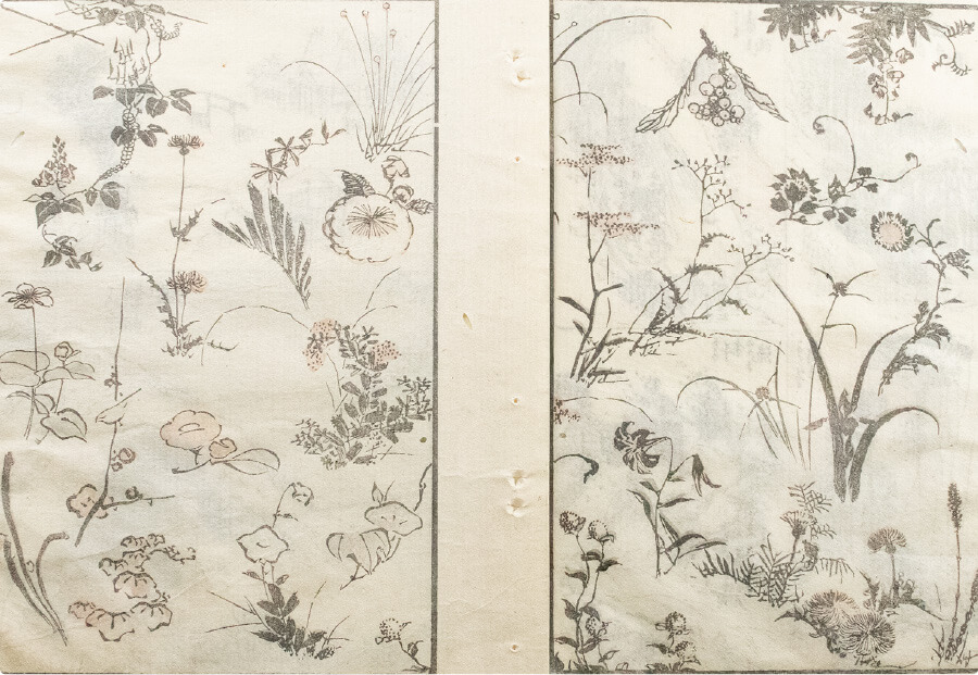 北斎は、植物たちをどう見ていた？ | 小布施 北斎館