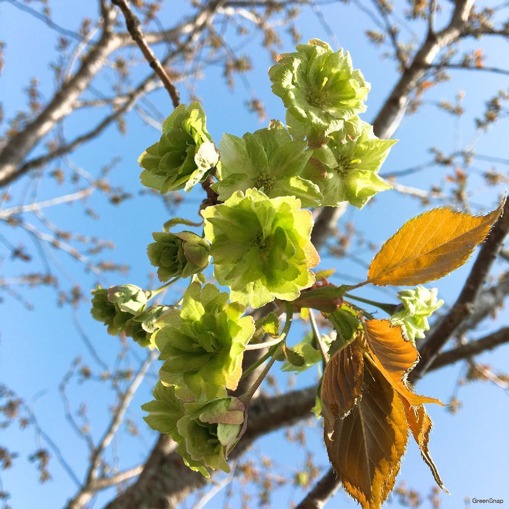 希少な緑の桜】 御衣黄桜(ギョイコウザクラ)とは？花言葉や育て方は