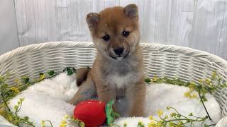 豆柴♂2602D0177 - YouTube