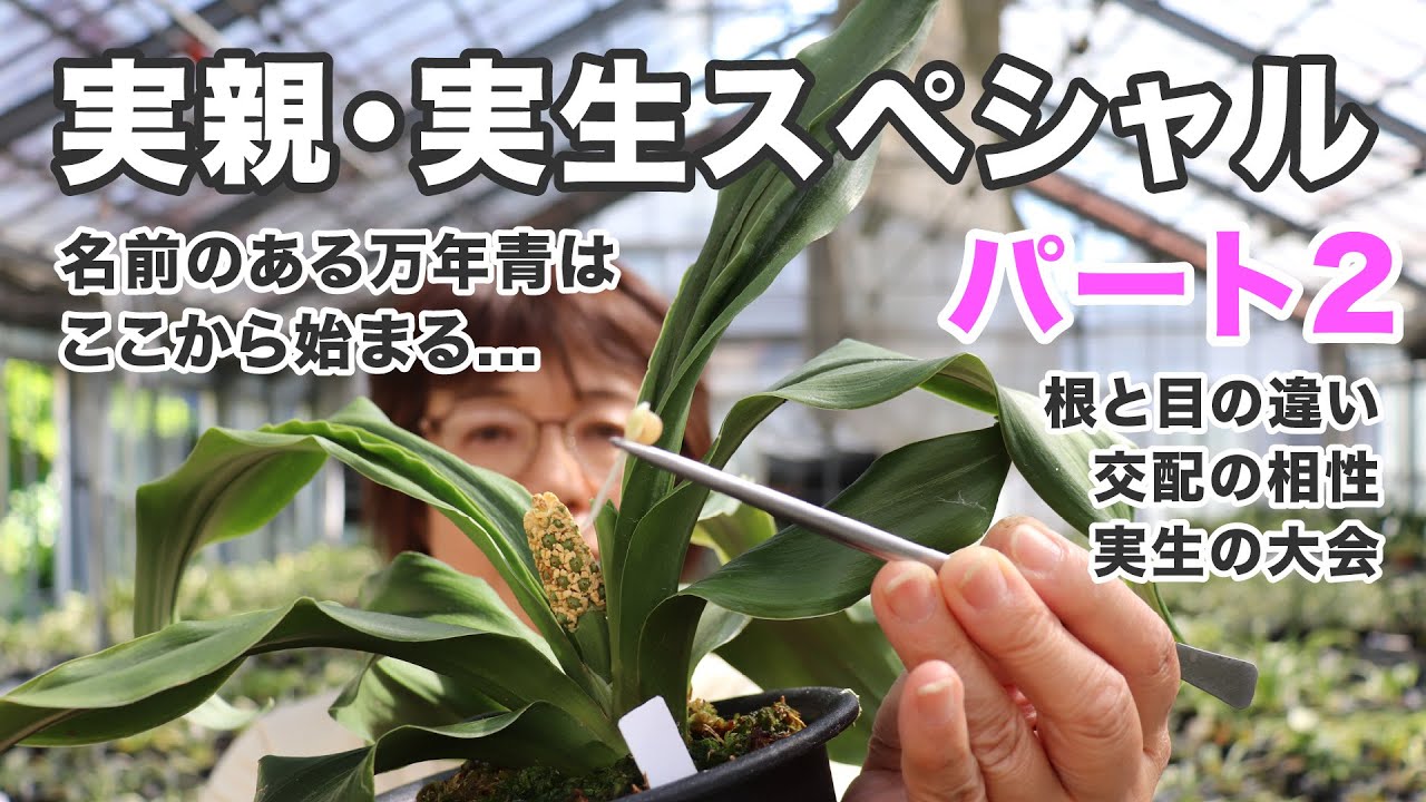 Evergreen Seedlings and Their Names] Special on Parents and