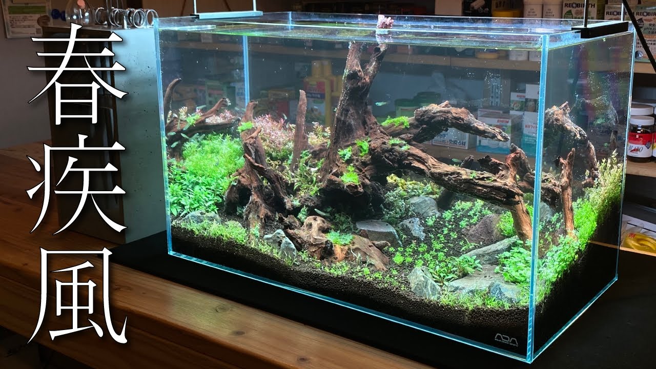 風の流れを再現】流木とキューバパールで60cm水槽を水草レイアウト立ち