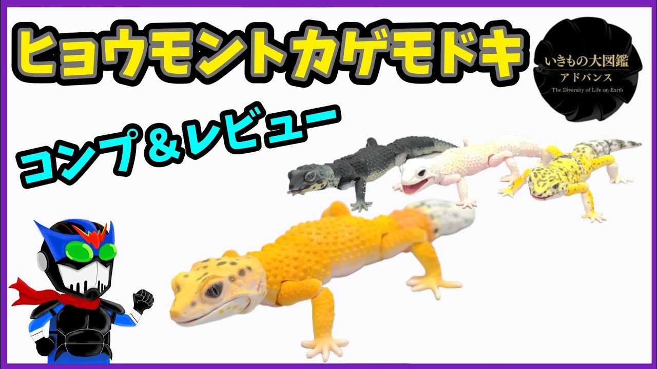 ガチャ】ヒョウモントカゲモドキ4種をコンプしてみました【いきもの大