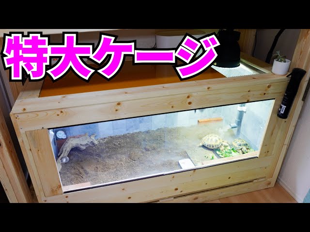 I made an extra-large reptile cage for my tortoise - YouTube