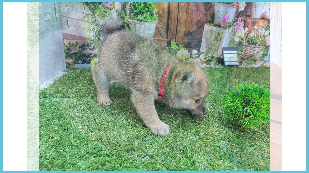 747550 豆柴 - YouTube