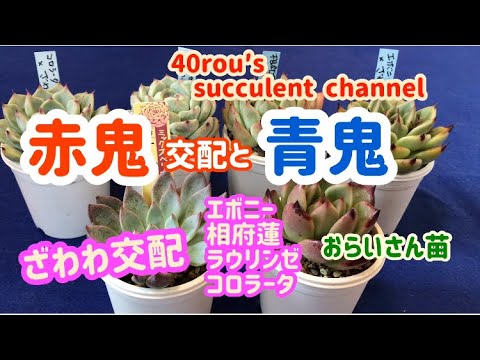 Succulents] 👹 Red Demon, Blue Demon and Zawawa - YouTube
