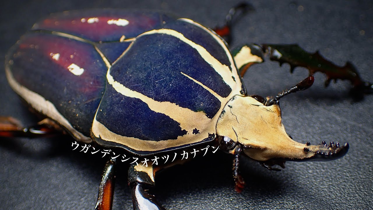 3週間経過】ウガンデンシスオオツノカナブンの産卵セット割り出し結果