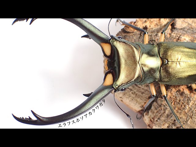大型エラフスホソアカクワガタ100アップ 大型エラフスホソアカクワガタ