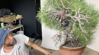 現代中国鉢 | 盆栽、盆栽書籍、盆栽鉢の通販│近代出版