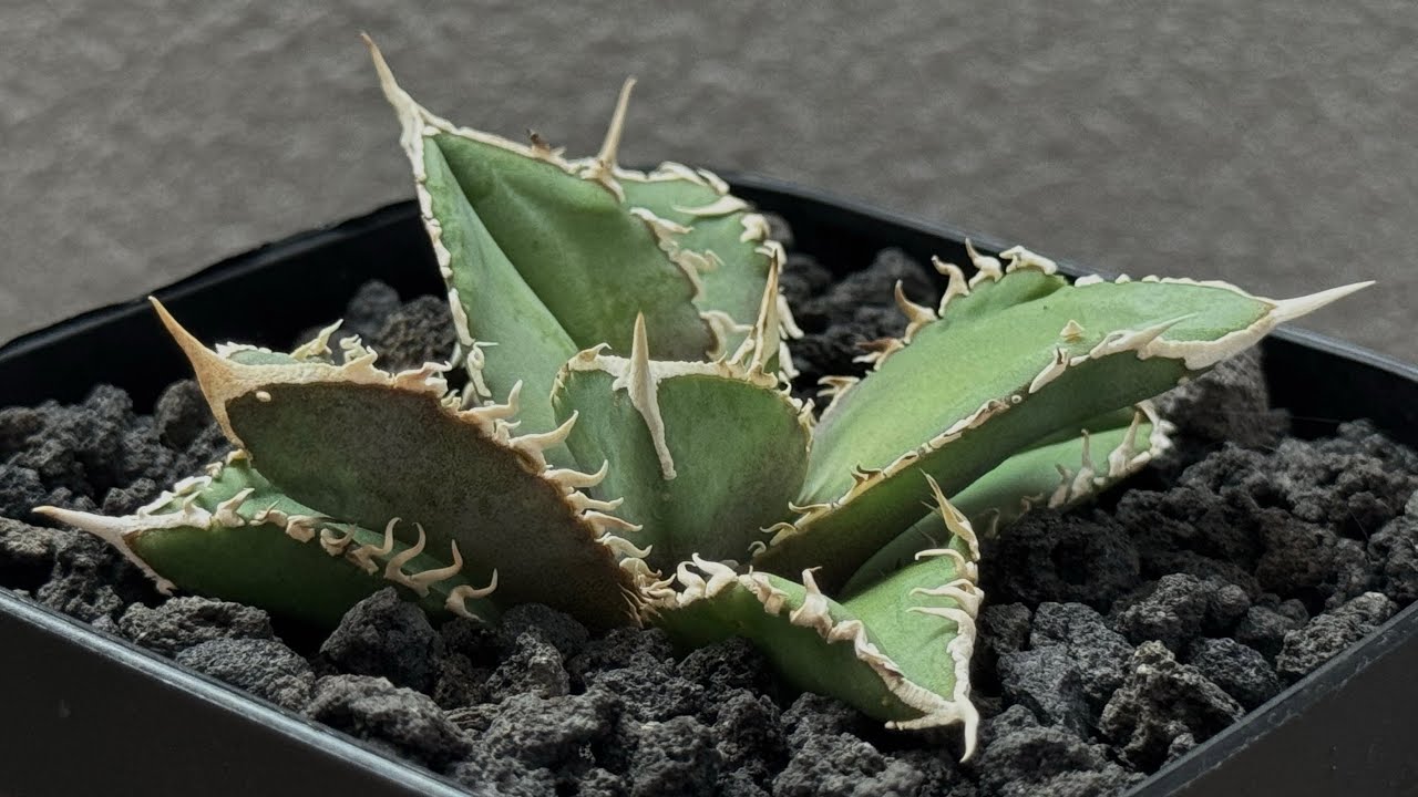 アガベ・チタノタ 白毫刺（芽）-017｜agave titanota | Plus_Plant