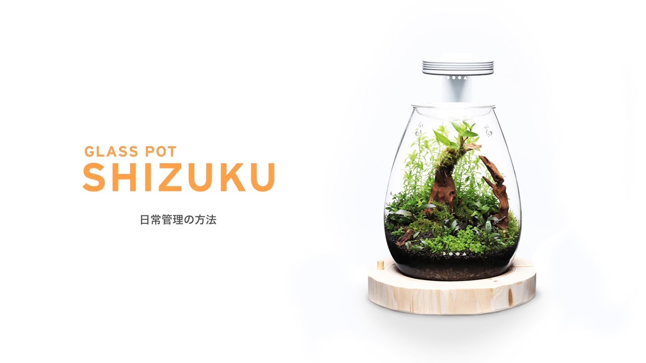 ADAview] How to maintenance mini Paludarium with DOOA Glass Pot