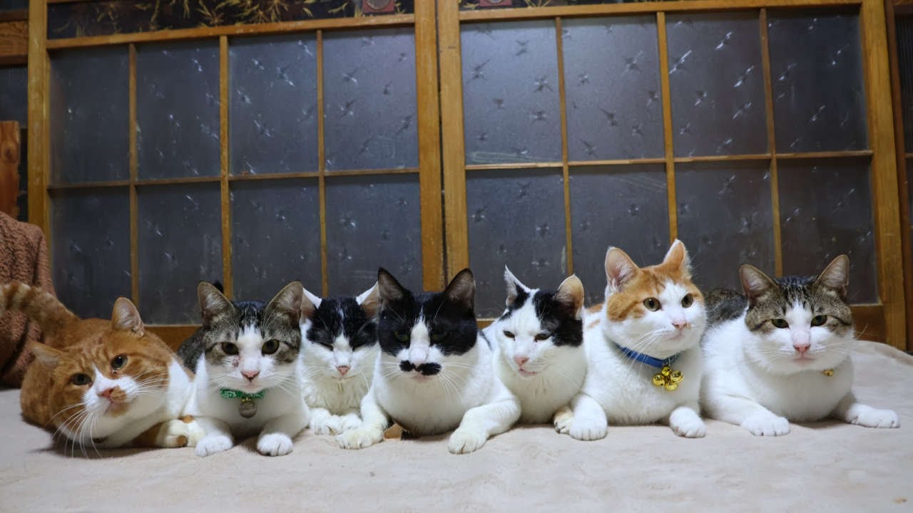 7匹の猫 240221 - YouTube