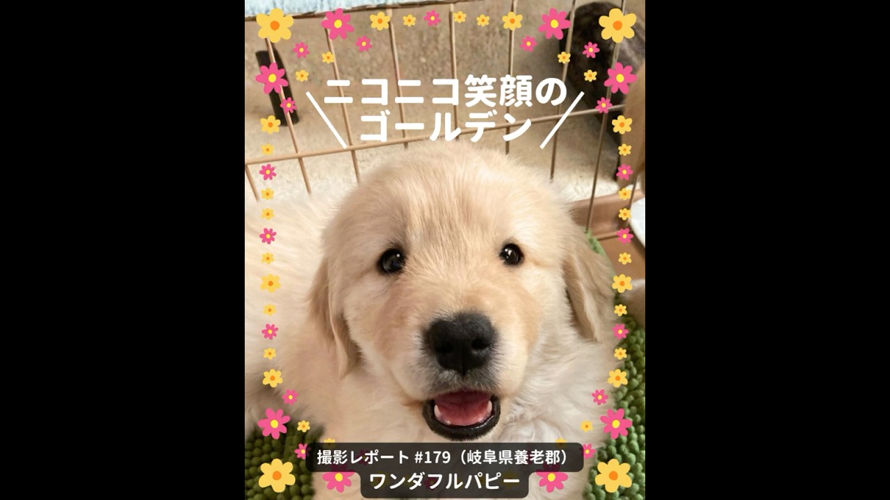 PICTWANカレンダー2026 ゴールデン・レトリーバー【L判】