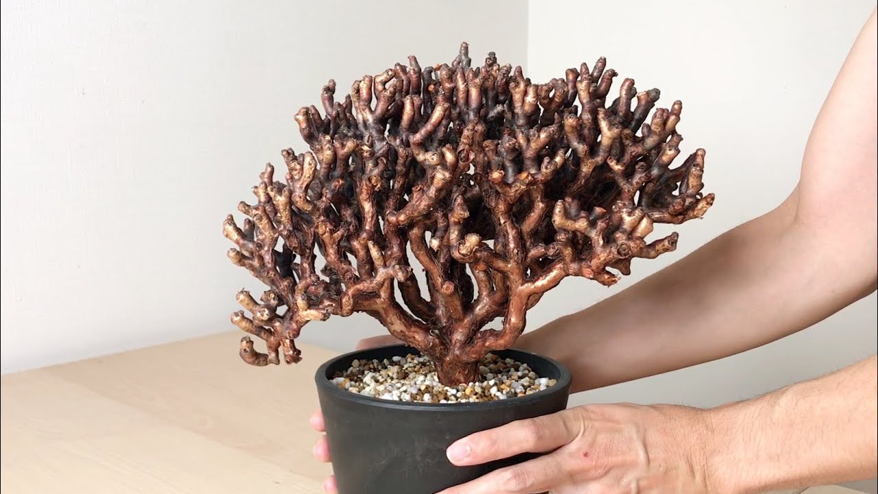 African bonsai】Rooting management of Pelargonium mirabile ① Re