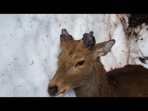 オス鹿の角が奇形 ニホンジカ 狩猟 2017 02 19 - YouTube
