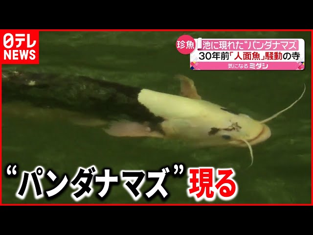 珍しい生物】30年以上前に“人面魚”騒動のお寺 今度は… - YouTube