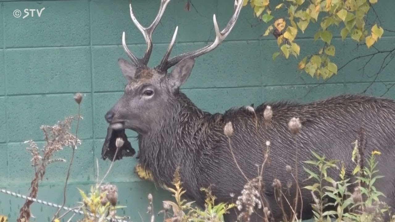Two antlered deer are found in the green space under the overpass
