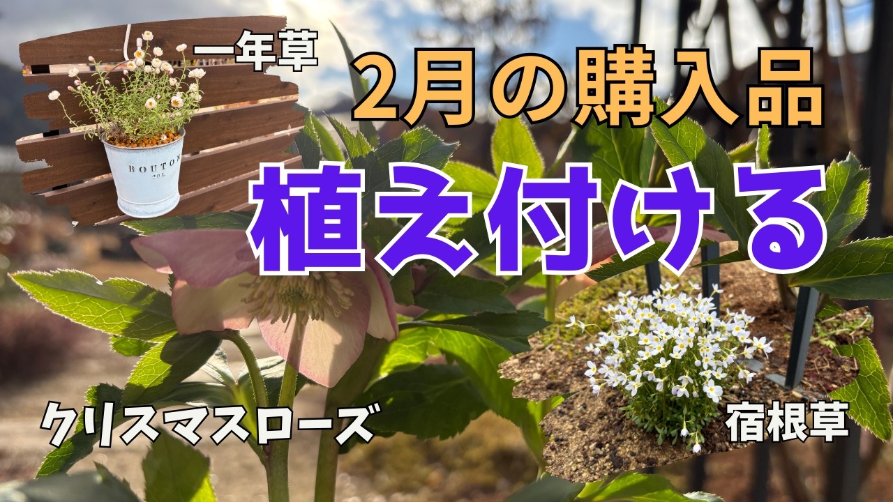 Perennials, Annuals & Christmas Roses] Planting February Purchases