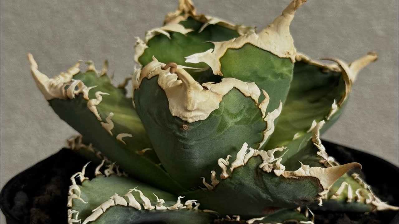 アガベ・チタノタ 白幽霊（小株）-007｜agave titanota white ghost