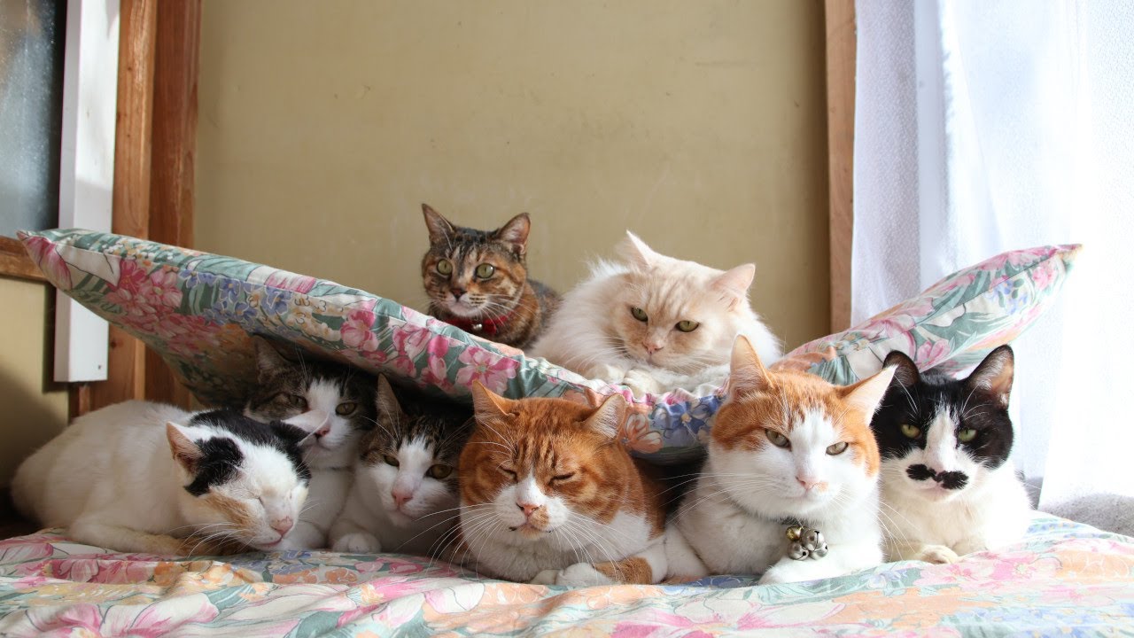 ねこさんど 250224 - YouTube