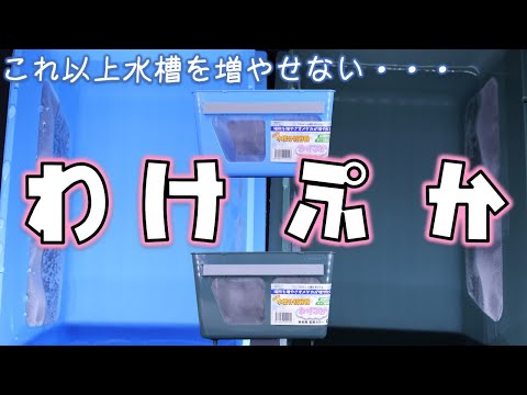 隔離ケース】新色が登場したことで育成の幅が広がる！ミプラス わけ