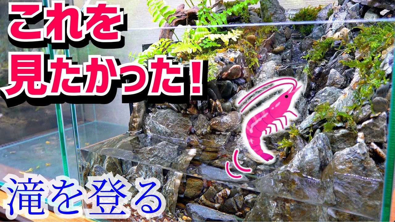 Introducing shrimp into an aquarium with a waterfall was amazing