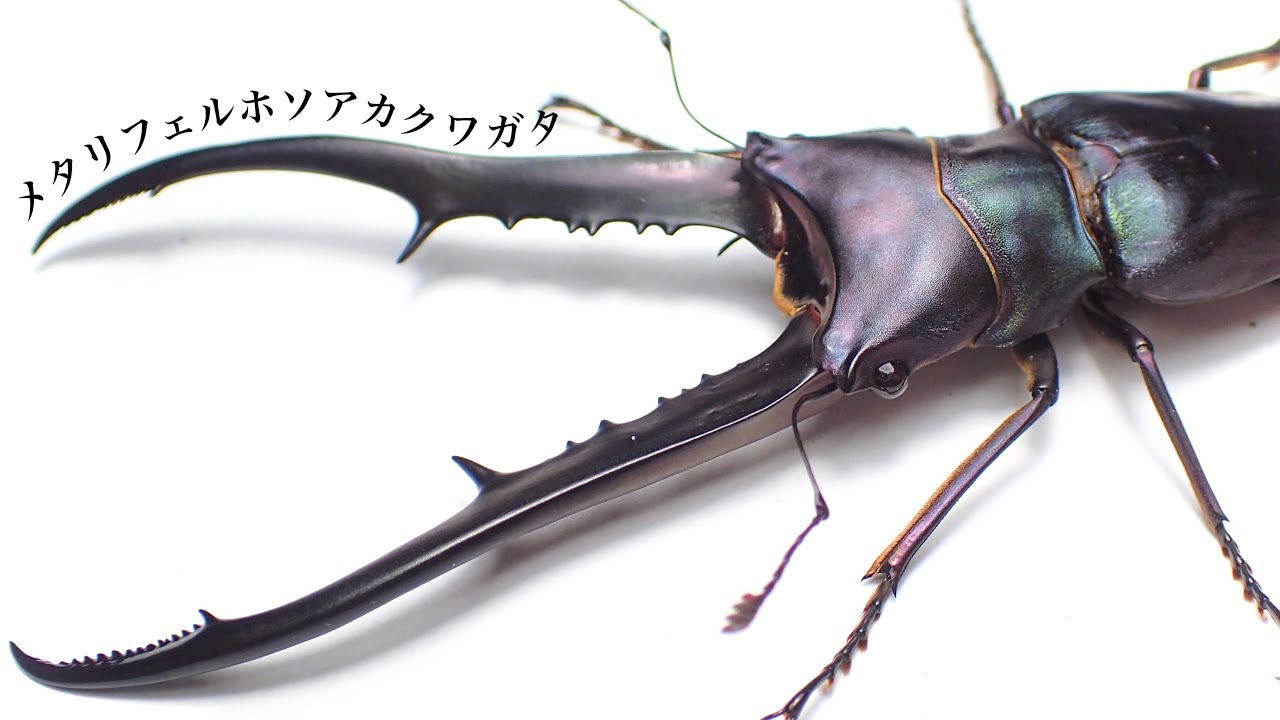 メタリフェルホソアカクワガタの成虫掘り出し結果【クワガタ飼育