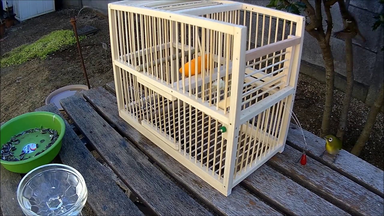 自動式バードトラップ・Non stop automatic repeating bird trap - YouTube
