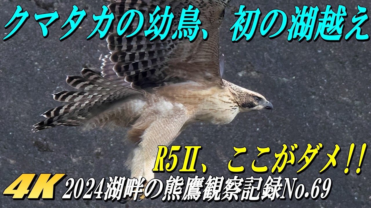 Young Mountain Hawk-Eagle Crosses the Lake for the First Time