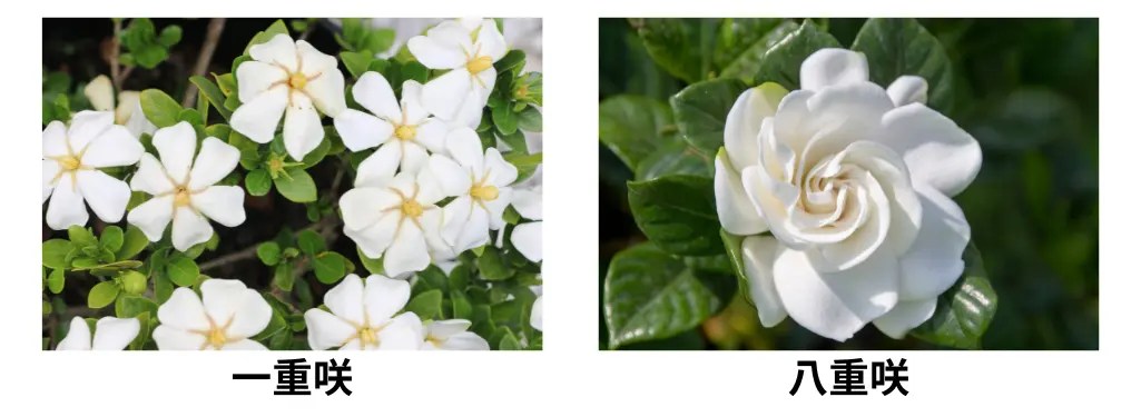 初心者向け】梔子（クチナシ）の盆栽の育て方｜香りと白い花を楽しむ