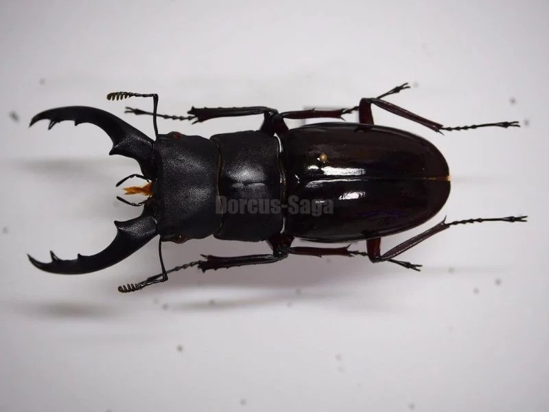 カーニバル 約40匹カブトクワガタ本物標本まとめ売り カーニバル 約40