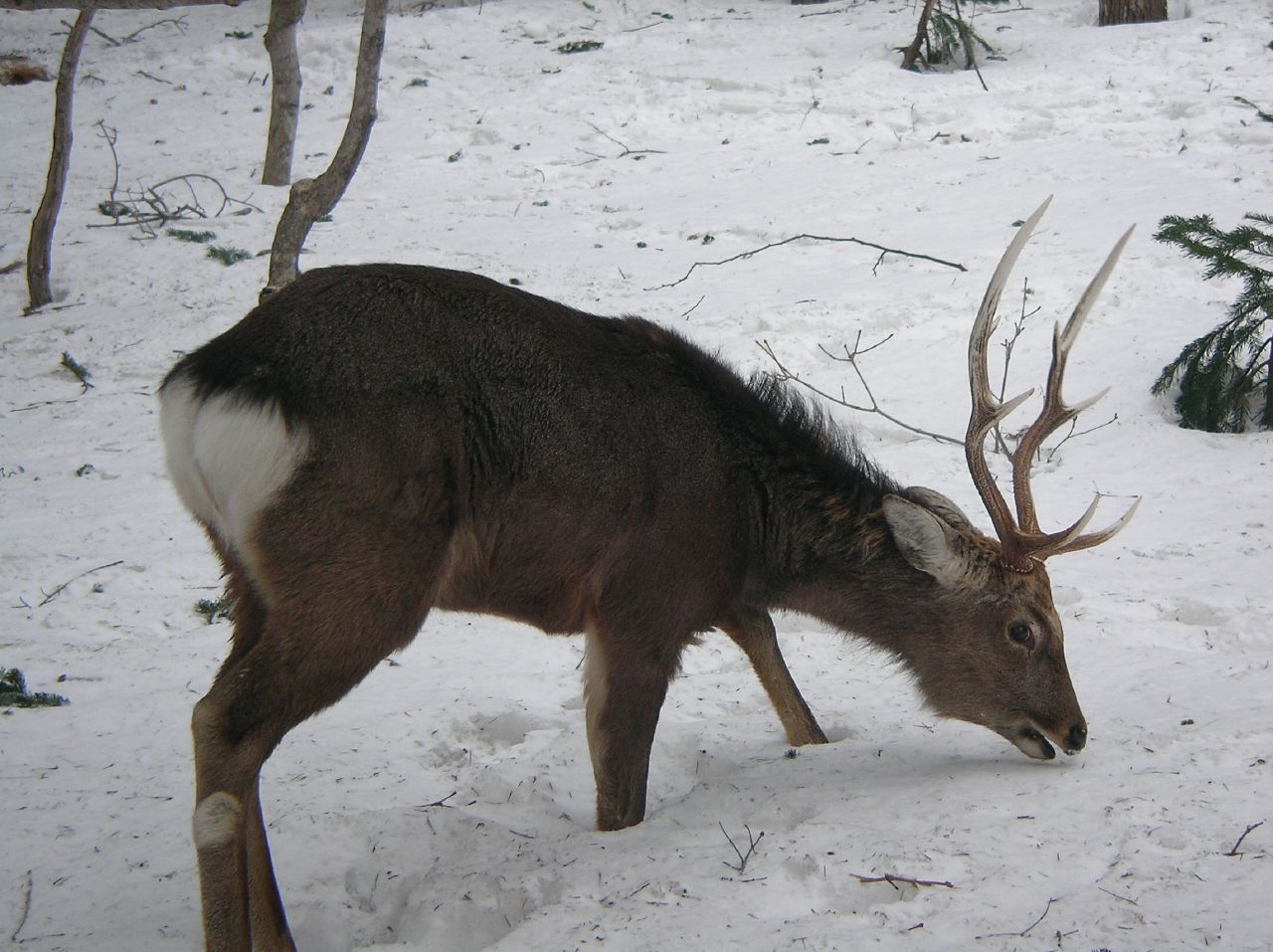 ニホンジカ Webいきもの図鑑