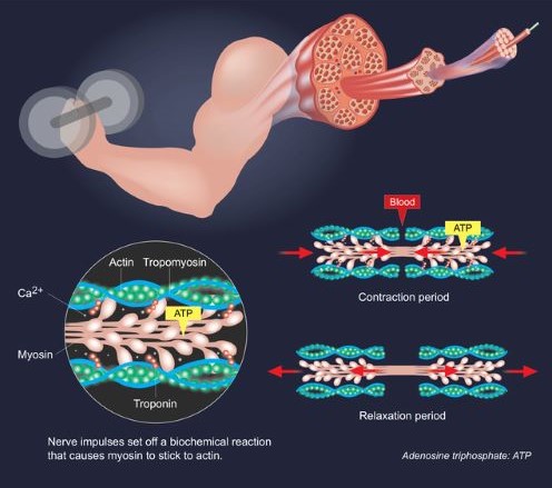 筋の運動生理学2｜骨格筋収縮と弛緩のメカニズムとは｜imok Academy