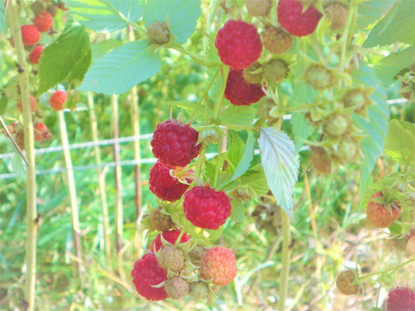 国産希少品種ラズベリー！北海道十勝産冷凍ラズベリー (1kg)：北海道産