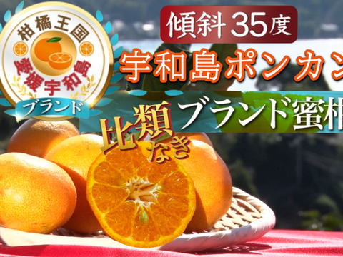 🍊海外セレブ御用達🍊メディアにも取り上げられた傾斜35度の崖上で収穫