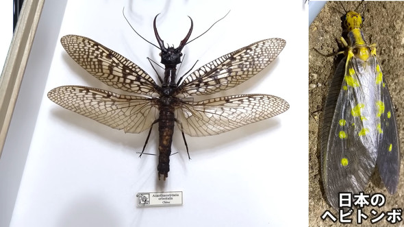 標本】オオキバヘビトンボ 大型 野外品 標本】オオキバヘビトンボ 大型